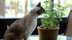 Чому кішки їдять квіти