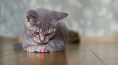 Чому кішки переслідують промінь з лазерного покажчика?