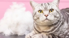 Чому кішки лінійки?