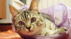 Чому кішки лизати пакети?