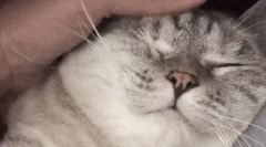 Чому кішки люблять, коли вони погладжуються?