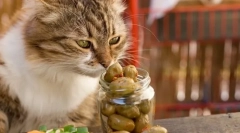 Чому кішки люблять оливки?