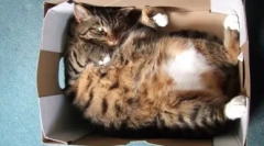 Чому кішки люблять пакети і коробки