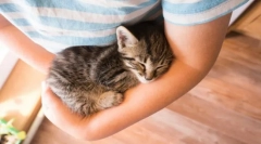 Чому кішки murchat?