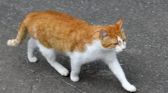 Чому кішки знаходять шлях додому