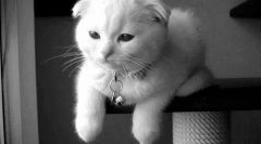 Чому кішки не блимають?