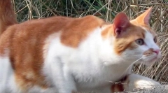 Чому кішки не розбиті при падінні?