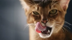 Чому кішки облизують?