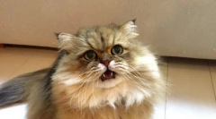 Чому кішки відкривають рот під час нюхання