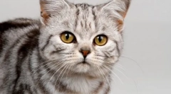 Чому кішки приносять мишам своїм власникам