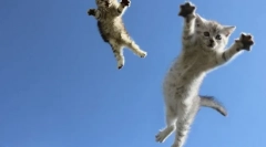 Чому кішки землі на 4 лапах: наукове пояснення