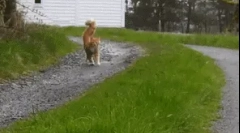 Чому кішки хвилюють хвіст?