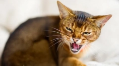 Чому кішки шипить?