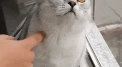 Чому кішки виглядають до порожнечі?