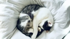 Чому кішки сплять з власниками?