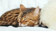 Чому кішки спить так багато?