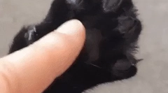 Чому котячі ког?