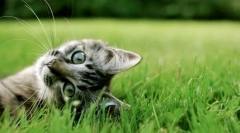 Чому кішки рухаються ноги: 8 відповідей на одне просте питання