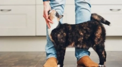 Чому кішки рубають ноги?