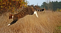 Чому кішки виходять з дому?