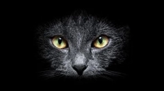 Чому кішки бачать в темряві