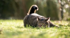 Чому кішки хочуть хвоста?