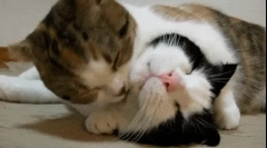 Чому кішки облизують один одного?