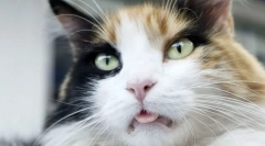 Чому кішки ставлять мову?