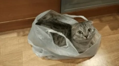 Чому кіт облизує поліетиленові пакети і як відлучити його від цієї звички