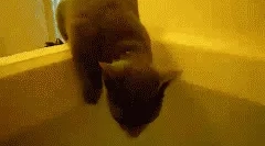 Чому кішки не люблять воду?