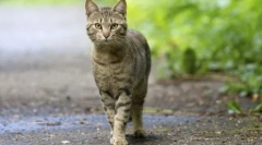 Чому кішки не корінь у будинку: причини і знаки