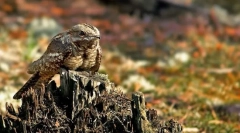 Чому кози носить таке ім'я?