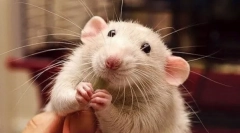 Чому пацюка посміхається і сміється