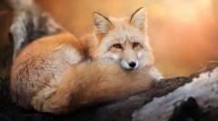 Чому лисиця вважає хитрість?