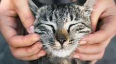 Чому люди люблять кішок?