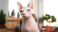 Чому люди не люблять кішок?