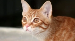 Чому кішка лежить?