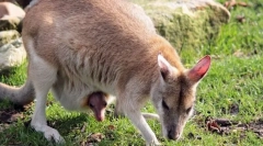 Чому ссавці так звані?