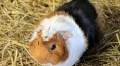 Чому гвінея свиня називалася морською свині