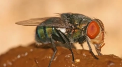 Чому летить, як гній?