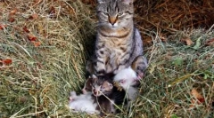 Чому cat murchat: таємниці таємниці пухнасті домашні тварини