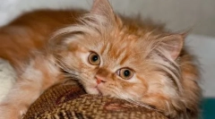 Чому ми любимо котів - експертну думку