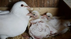 Чому ми ніколи не бачимо голубів пташенят. Вони приховують їх?