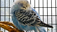 Чому хвилястий папуга