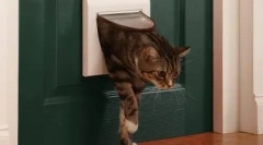 Чому наші кішки не люблять закриті двері?