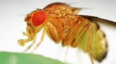 Чому фрукти, що летять, так що генетика любові?