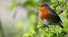 Чому птахи співають?