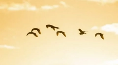 Чому птахи літають на південь?