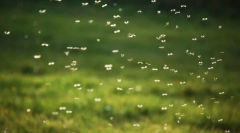 Чому комарі піп'янічні?