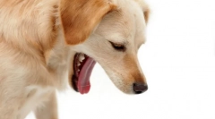 Чому собака блюз?